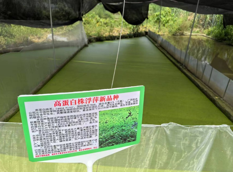 飼料型浮萍新品種：高蛋白株系：Lemna minor，國際編號(hào)7868，粗蛋白含量最高31%